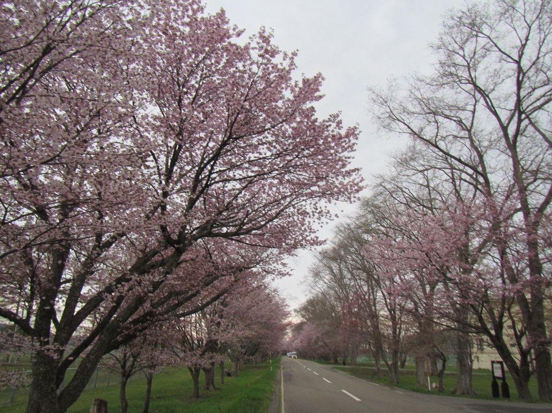 Yushun Sakura Road-浦河町必去景点
