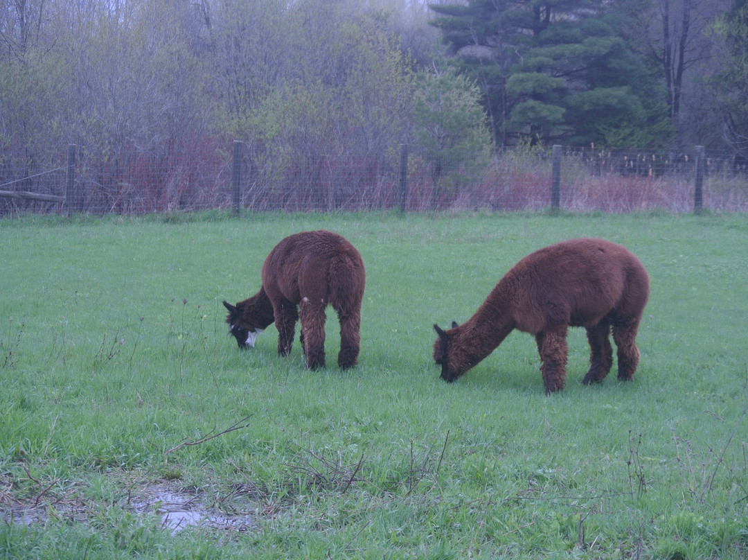 Dare 2 Dream Farm-Kendal必去景点