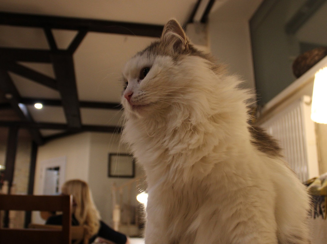 Zoki Cat Cafe景点图片