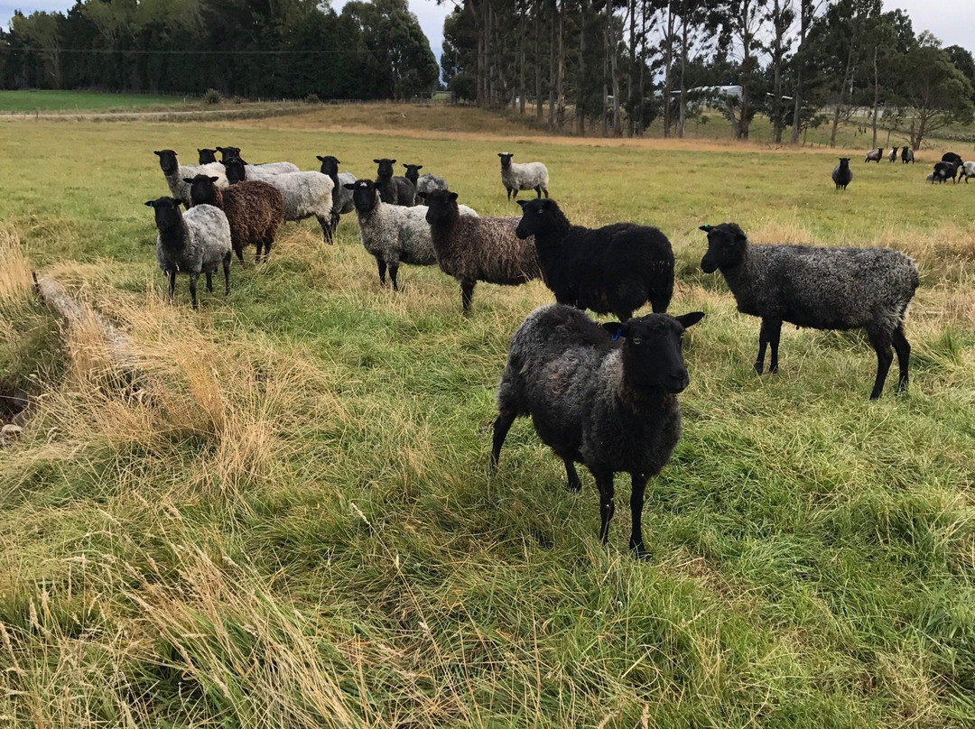 Stonehenge Farm Tours-蒂阿瑙必去景点
