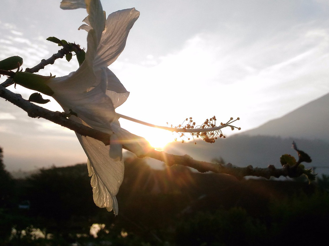 Sari Papandayan Resort主图