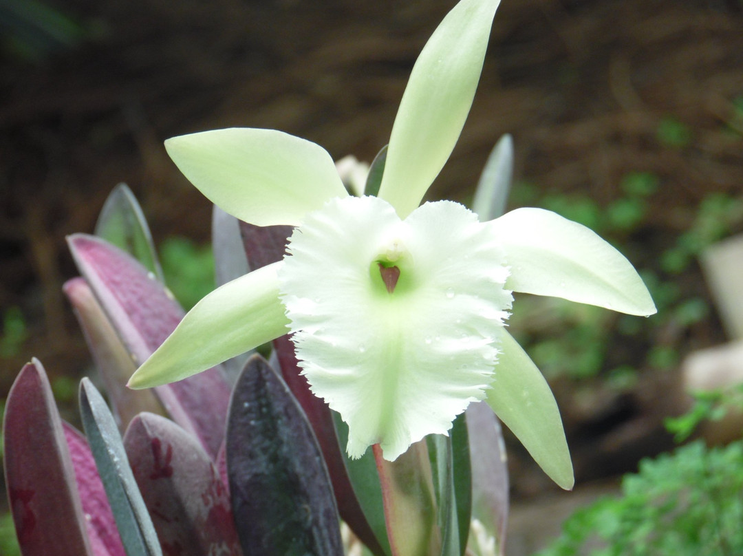 Orquidario de Morelia景点图片