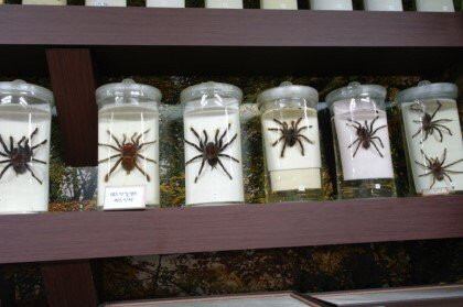 Jupil Spider Museum景点图片