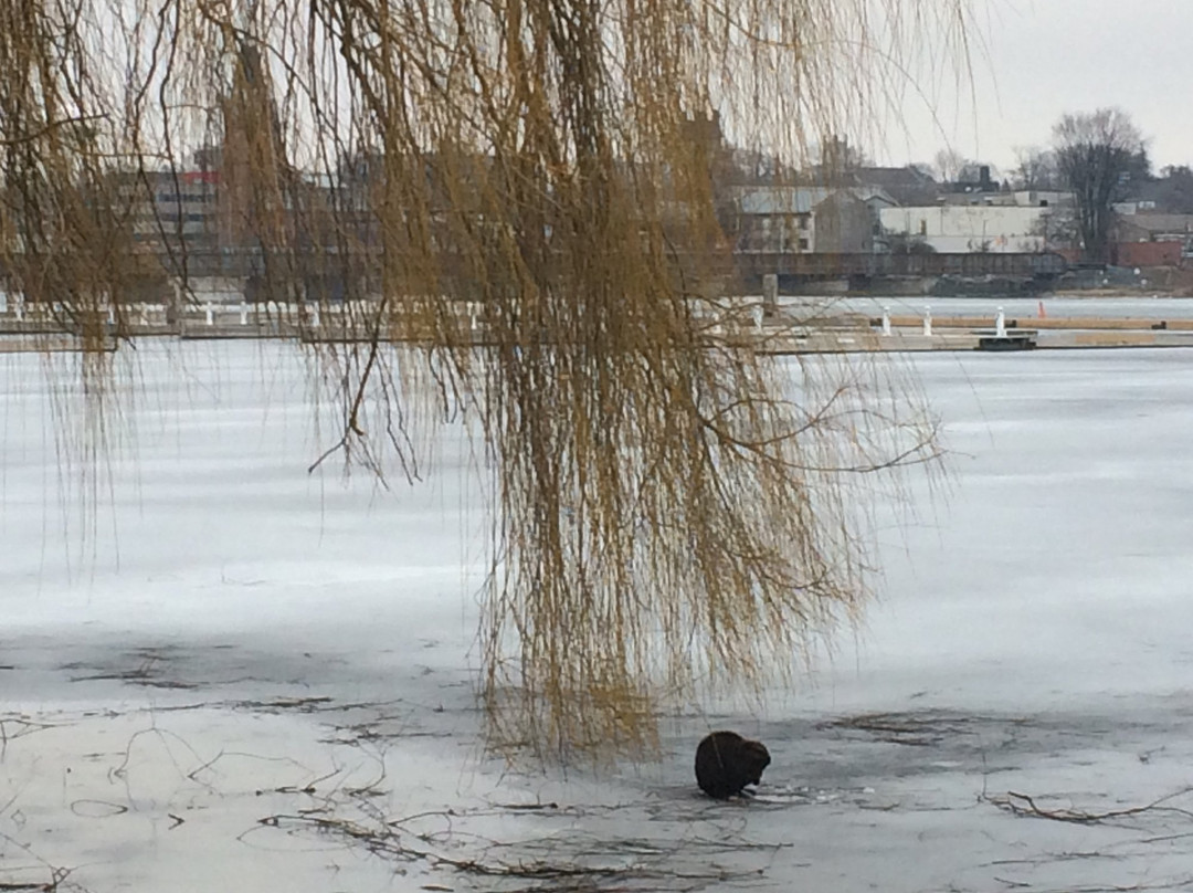 Zwick Centennial Park景点图片