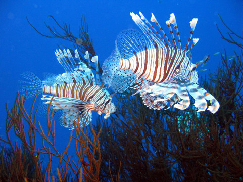 Red Sea Elite Diving