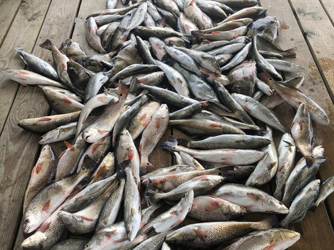 Golden Meadow旅游攻略图片