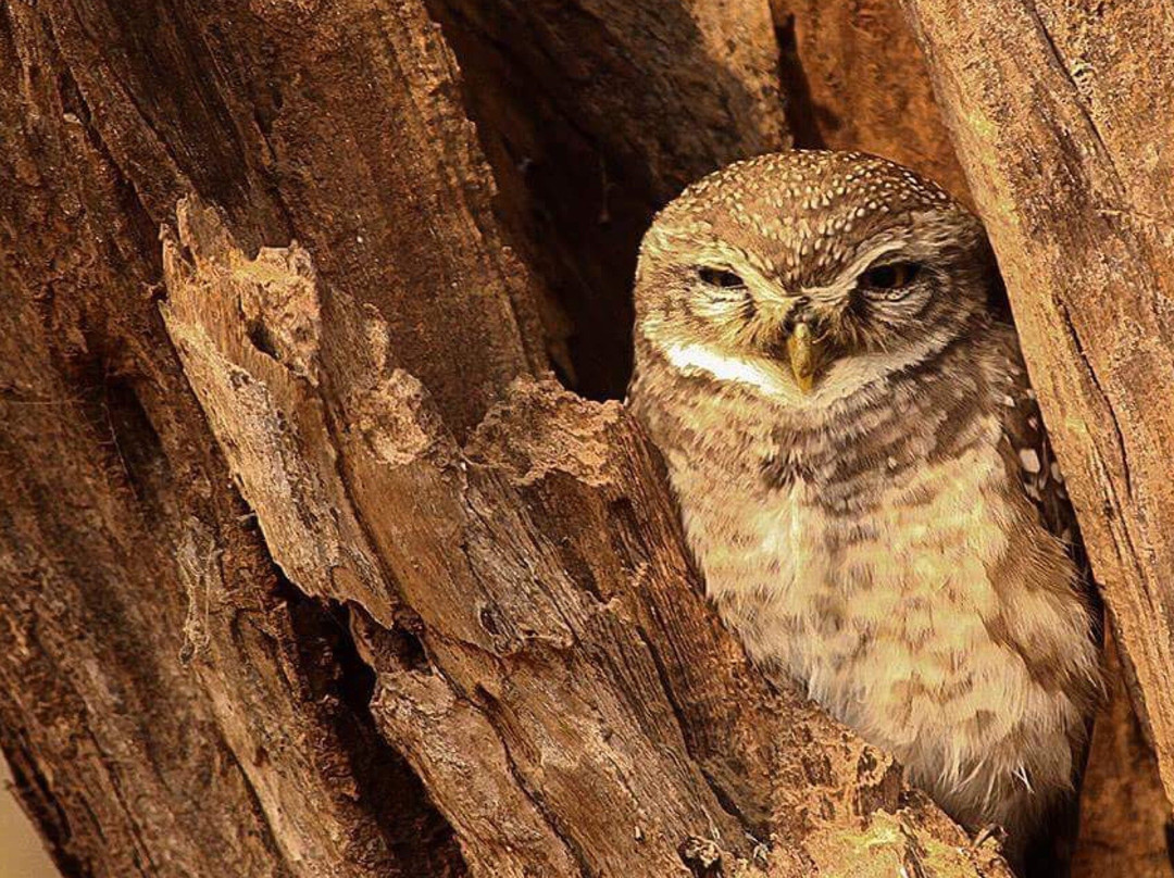 The Gir Garden主图