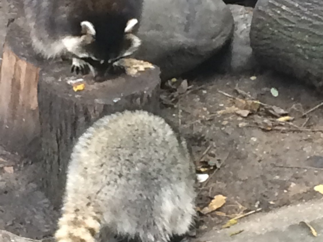 Cosley Zoo-Wheaton必去景点