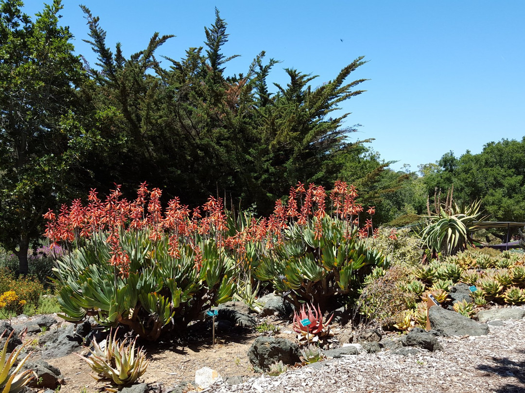 San Luis Obispo botanical garden景点图片