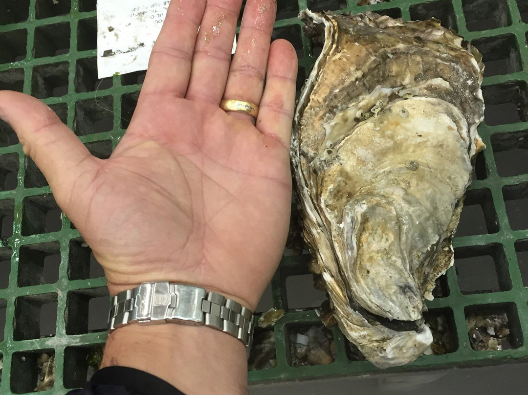 Taylors Shellfish Farm景点图片
