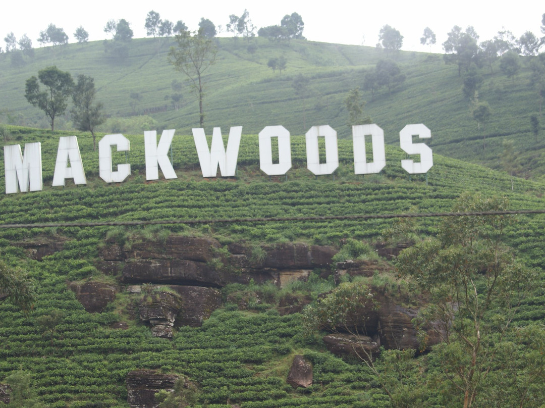 麦克伍兹茶工场-奴娃拉伊利雅必去景点