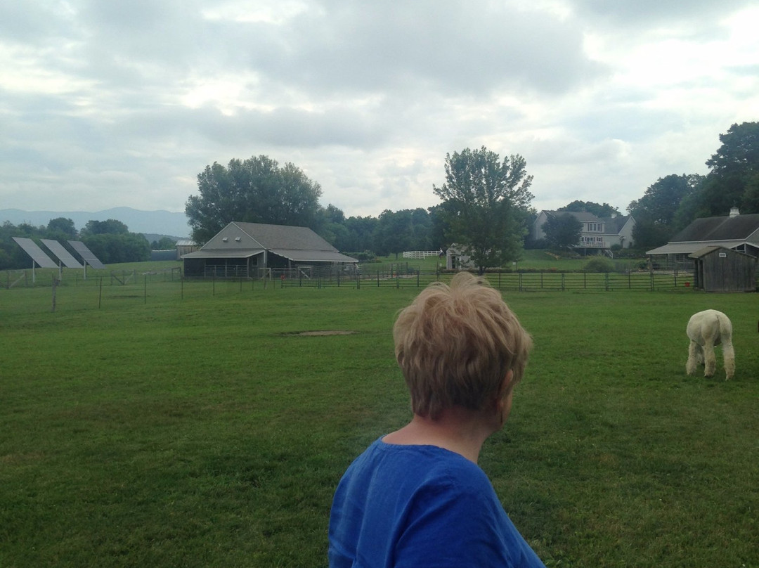 Maple View Farm Alpacas-Brandon必去景点