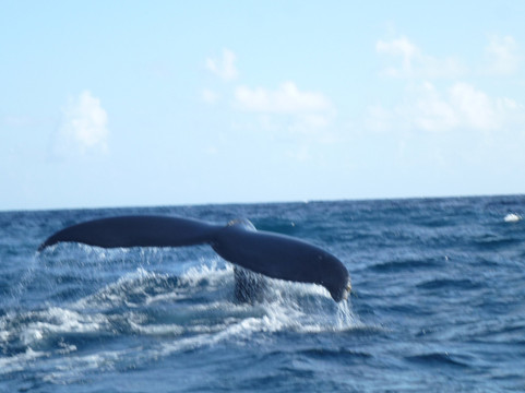 VacationsTaxis-Santa Barbara de Samana必去景点