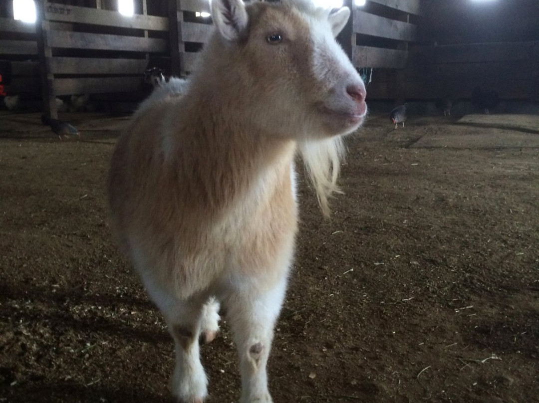 Rita's Stable-蒙托克必去景点