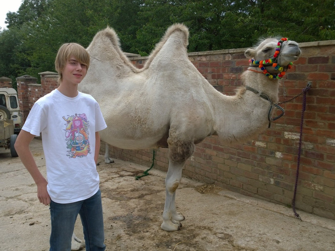Joseph's Amazing Camels-Idlicote必去景点