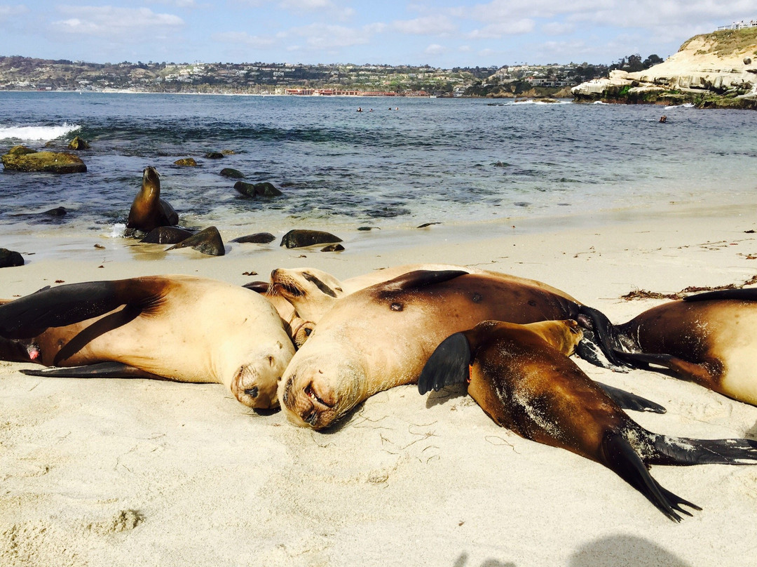 La Jolla Underwater Park-拉荷亚必去景点