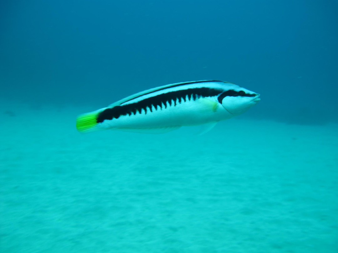Dive Jervis Bay景点图片