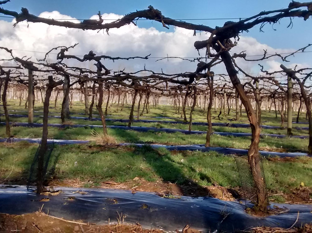 The Tasting Lodge @ Llanerch Vineyard景点图片