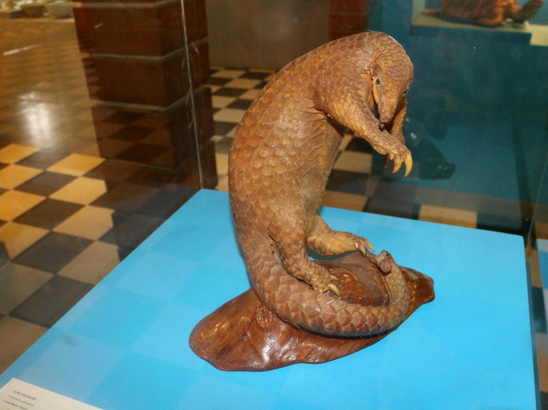 Palawan Museum-公主港必去景点