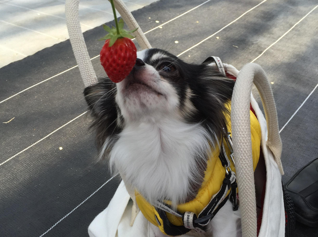 Nakajima Farm Strawberry Land景点图片