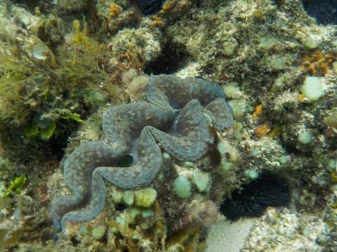 Exploration Sous-Marine-弗力克昂弗雷克必去景点