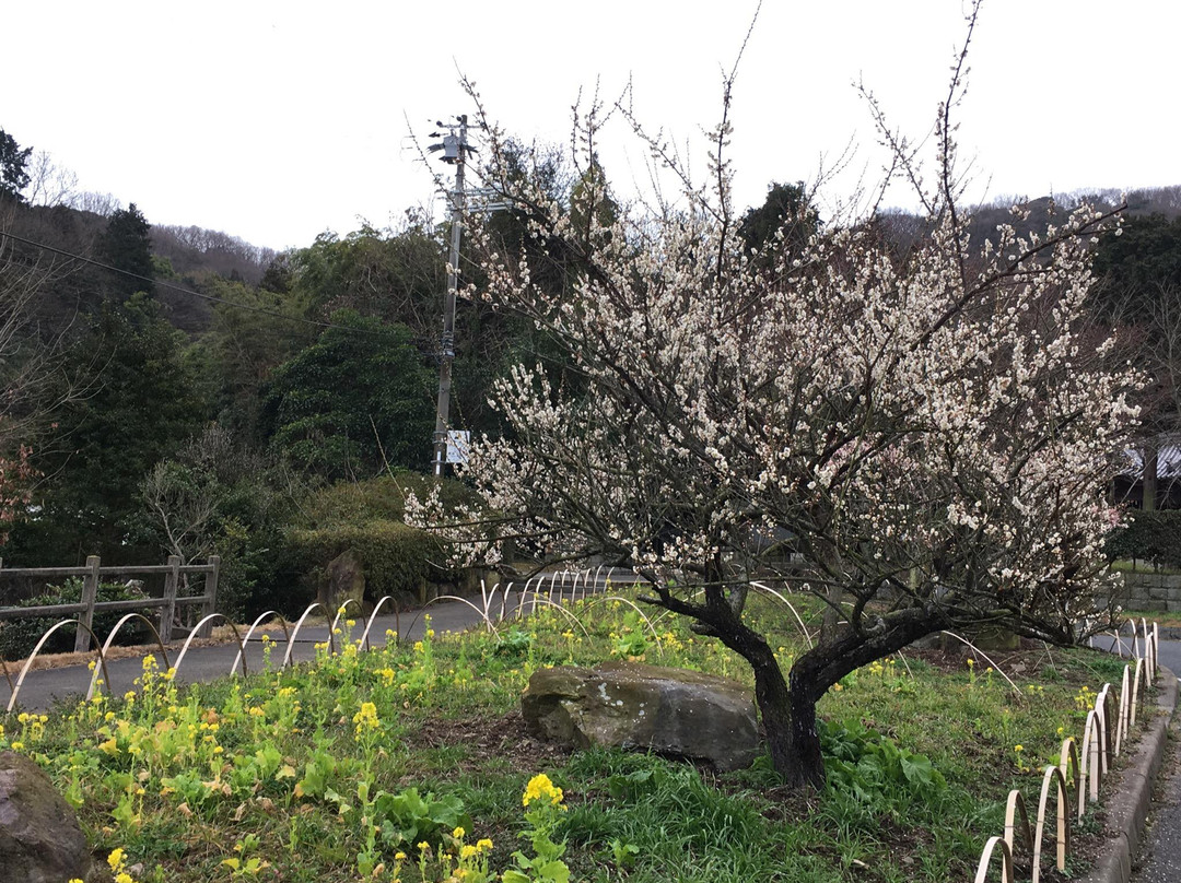 Ume Tree Parks-龙野市必去景点