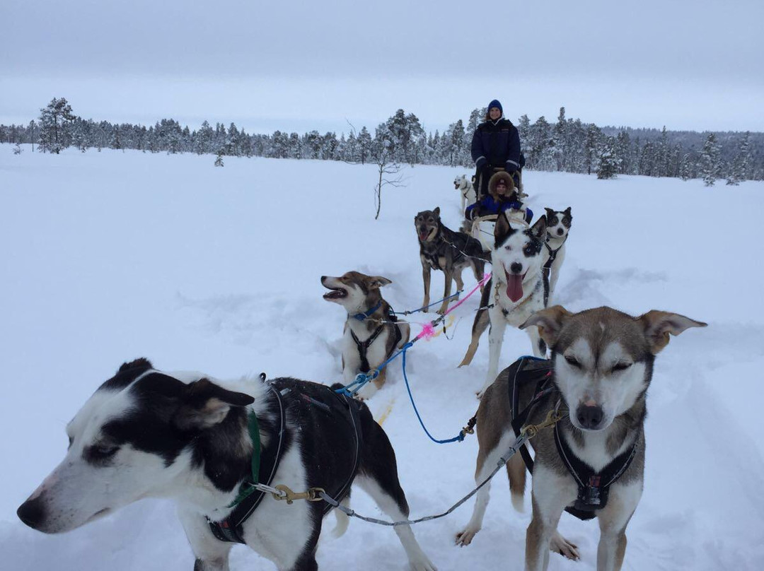 Jytky Hysky Sled Dog Camp-伊纳里必去景点