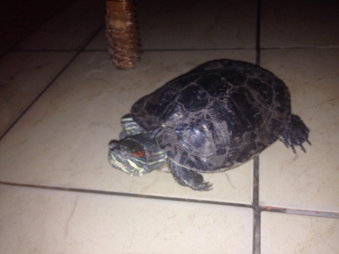 SPA Villa Jasmin主图