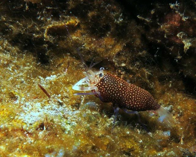 Centro de Buceo Tauchpartner La Palma景点图片