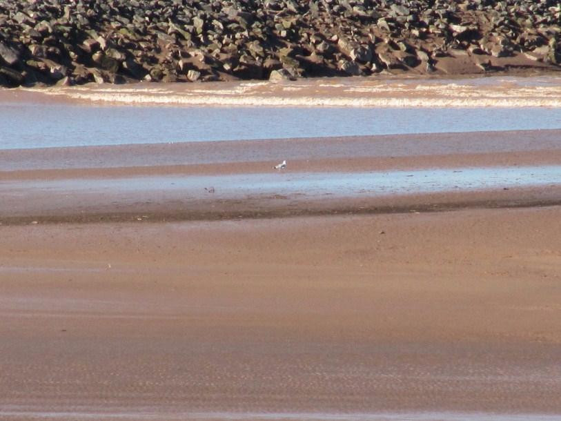 Truro Tree Sculptures-Truro必去景点