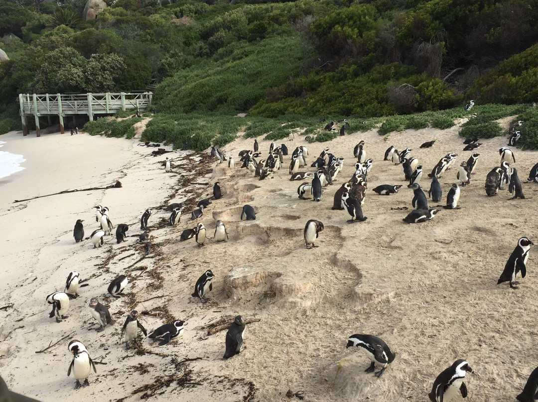 Boulders Beach Penguin Colony-西门镇必去景点
