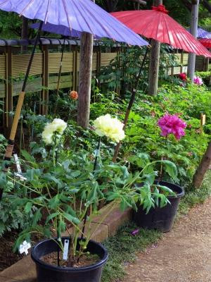 Machida City Minken no Mori Park-町田市必去景点