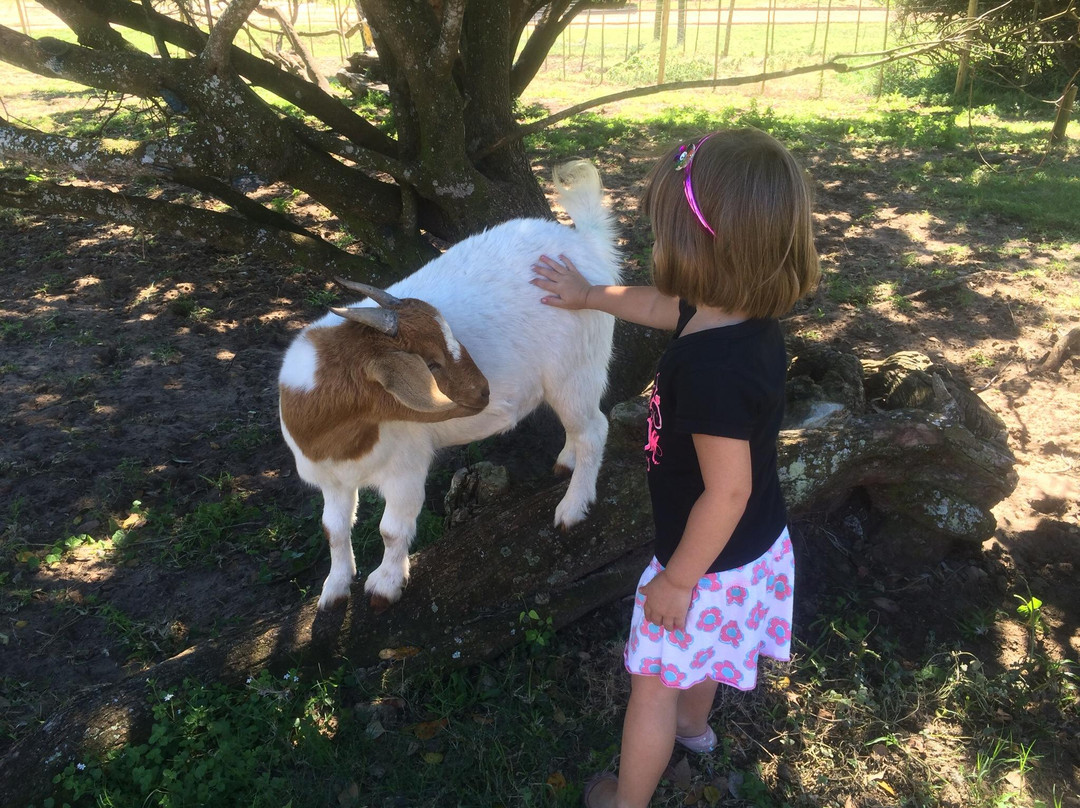 Seaview Lion Park-伊丽莎白港必去景点