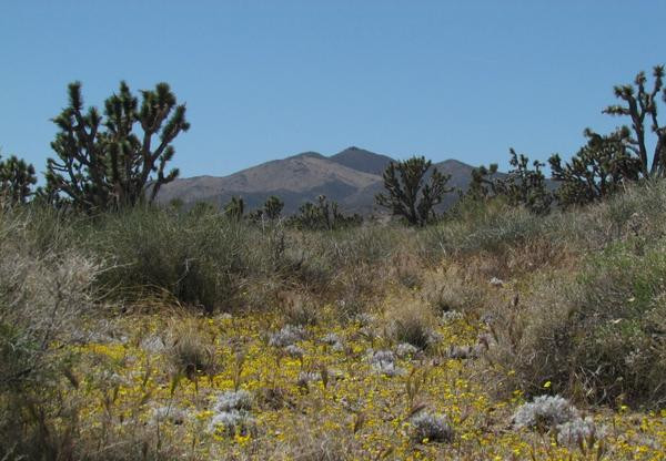 Wee Thump Joshua Tree Wilderness景点图片