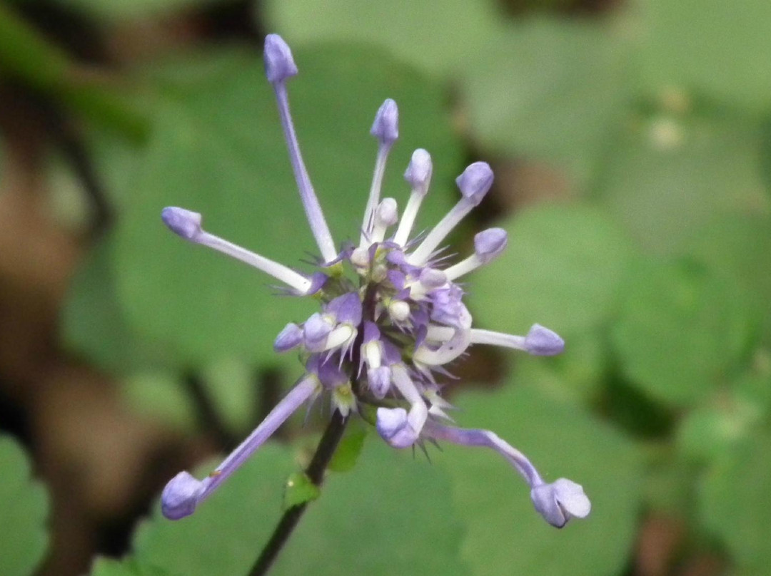 Kologha Forest Reserve