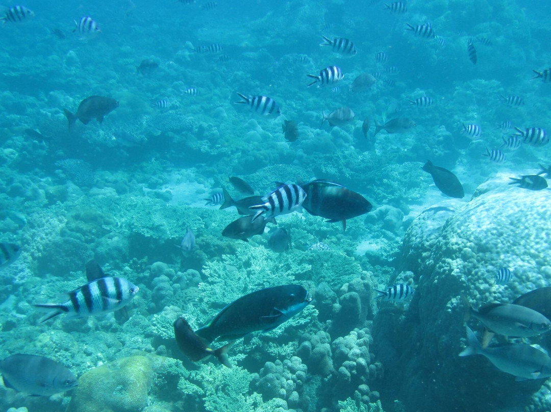 Anijima Seto Undersea Park-小笠原村必去景点