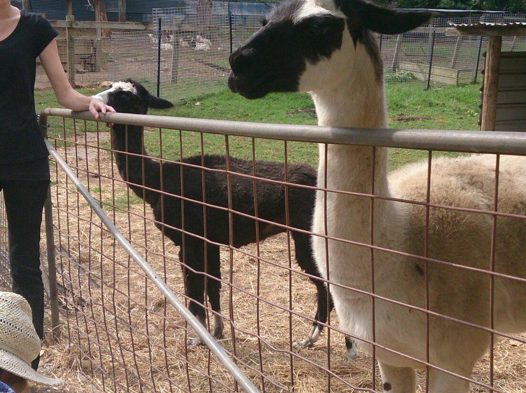 Golden Ridge Animal Farm景点图片