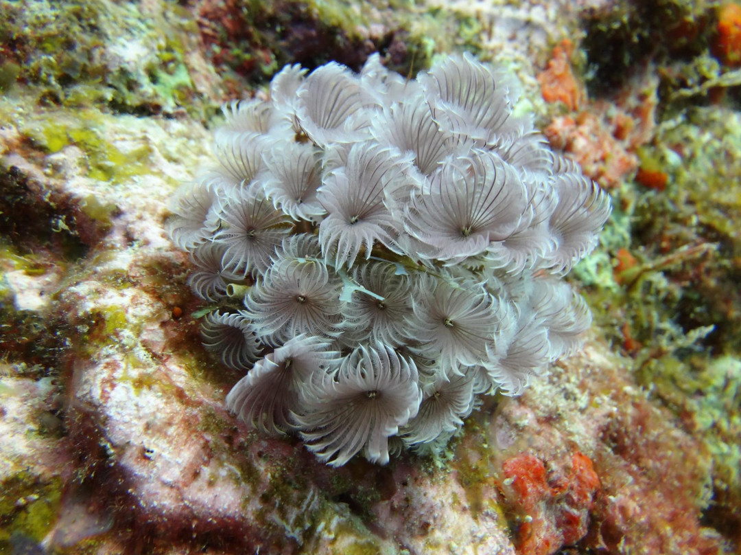 La Bulle Diving Center-居斯塔维亚必去景点