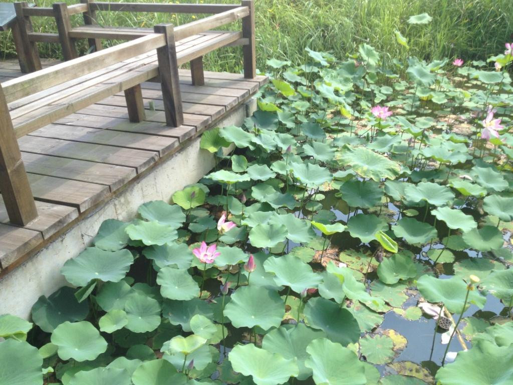 宁波大桥生态农庄-慈溪市必去景点