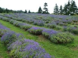 Seafoam Lavender Company and Gardens-Seafoam必去景点