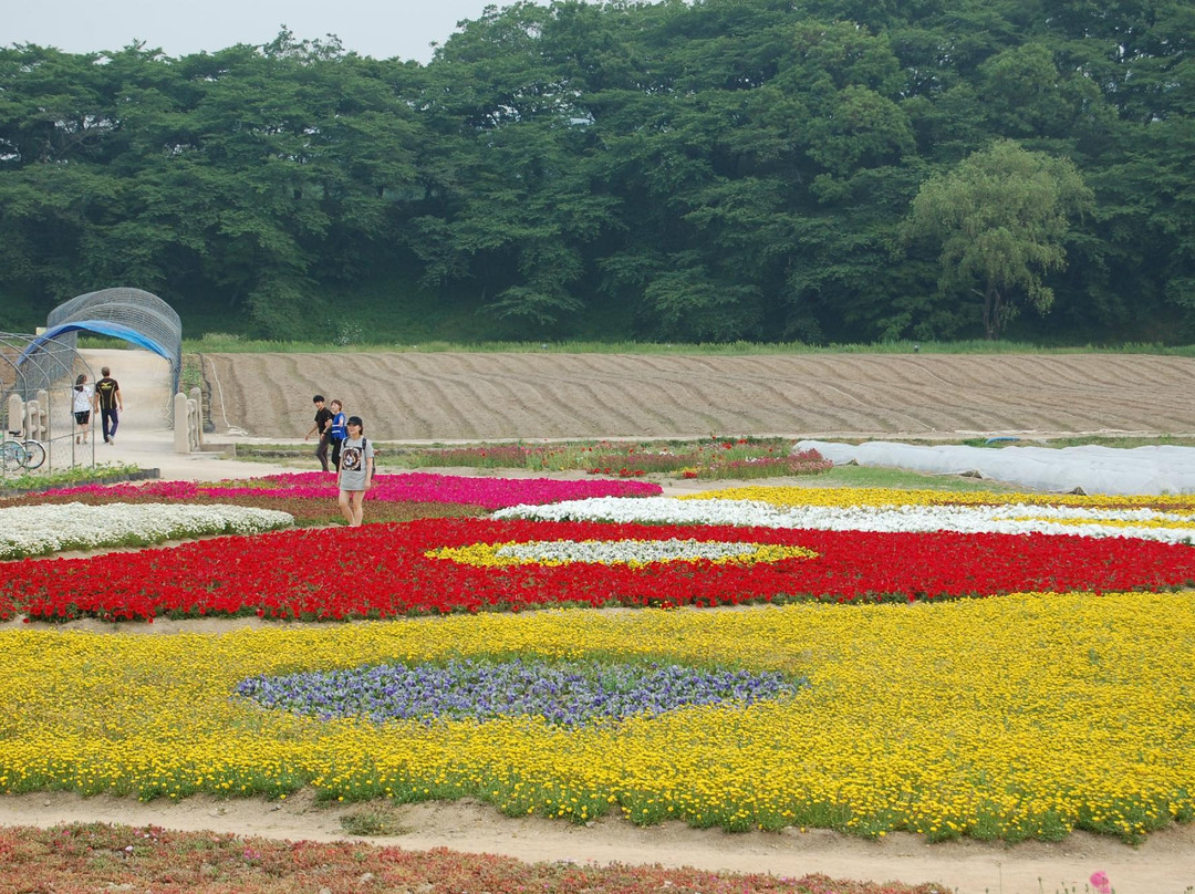 Gyerim Forest-庆州市必去景点