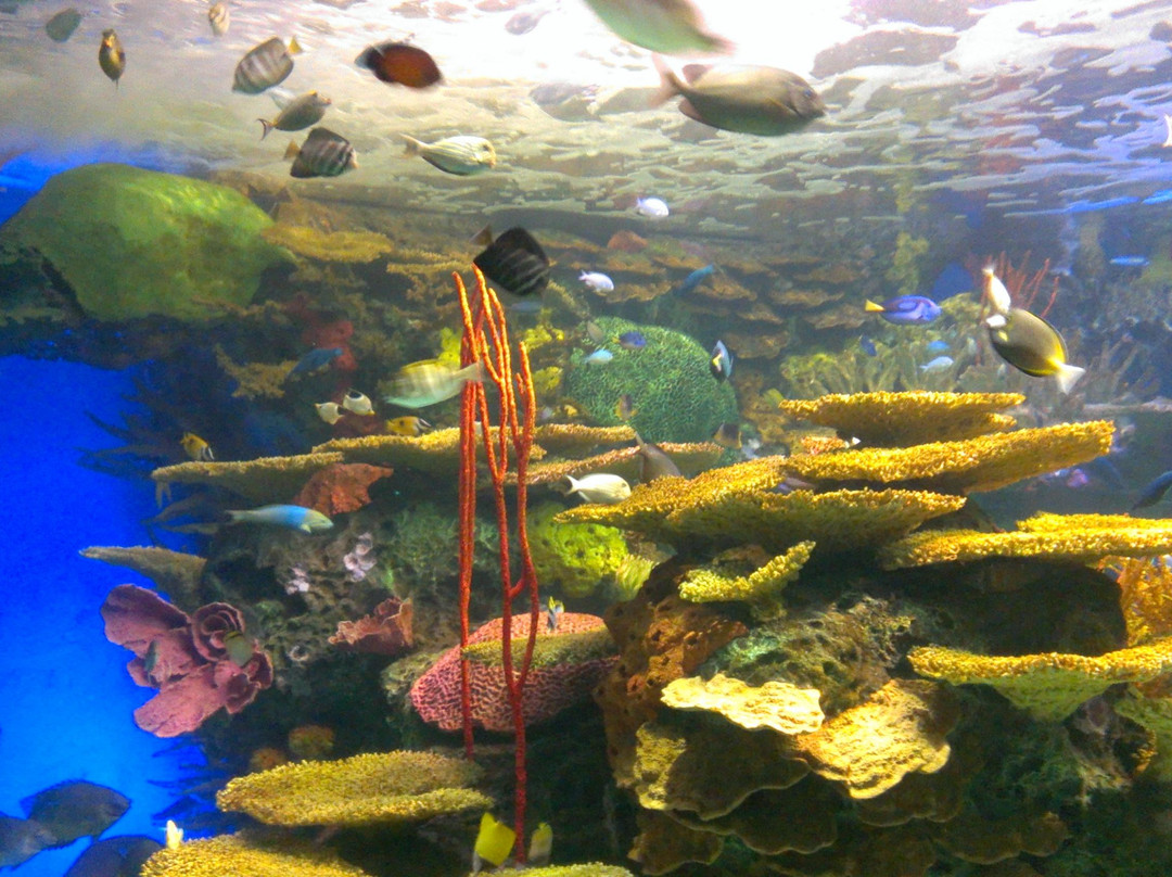 加拿大里普利水族馆-多伦多必去景点