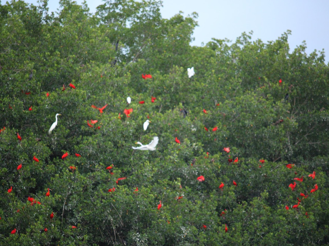 Madoo Bird Tours-Caroni必去景点