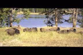 黄石湖-黄石国家公园必去景点