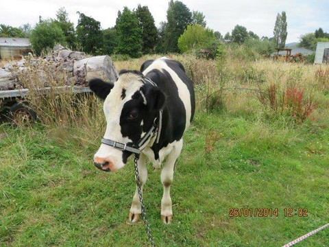 Chateau to Plateau Bike Ride-斯特拉特福必去景点