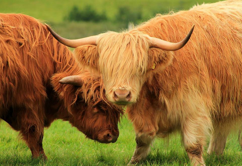 Glengorm Wildlife Project-Tobermory必去景点