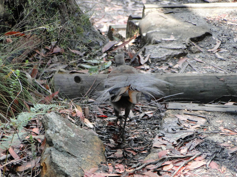 Bailey's Sydney Tours-悉尼必去景点