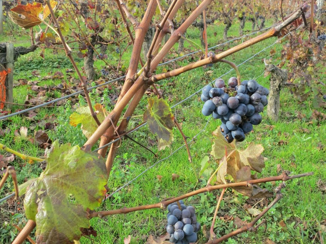 Chateau Franc Laporte-Saint-Christophe-Des-Bardes必去景点