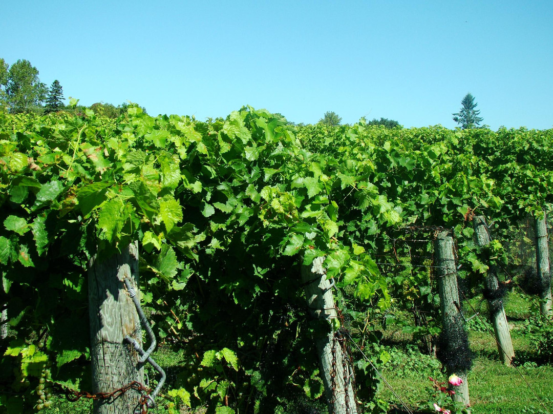 Waupoos Estates Winery景点图片