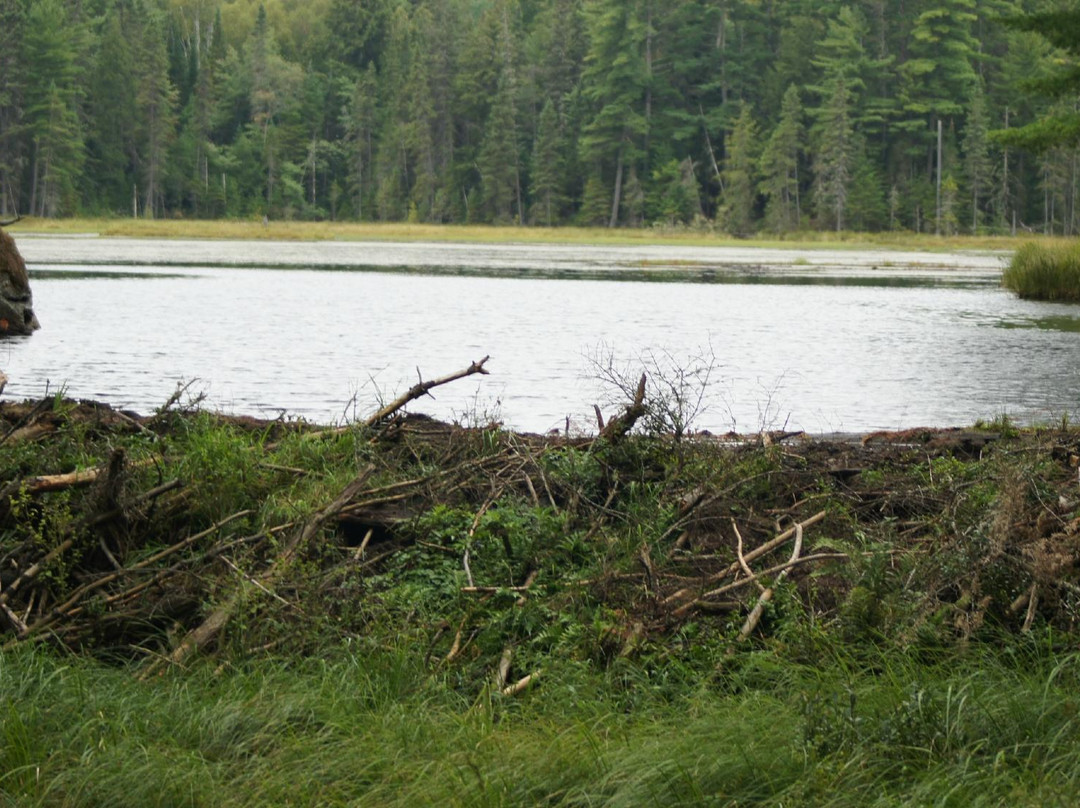 Beaver Pond Trail景点图片